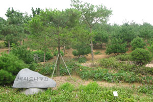 한국의 소나무원
