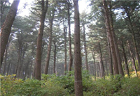 축령산자연휴양림 숲속 사진